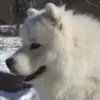 Rossi Rossi