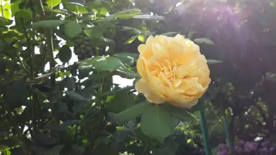 Скай кафе
