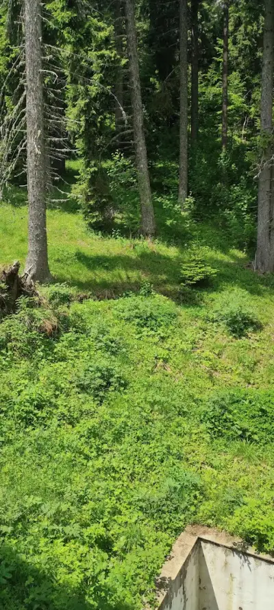 Forest place