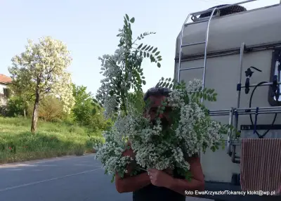 Сотировата къща