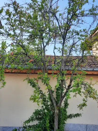 Stai Za Gosti Venera