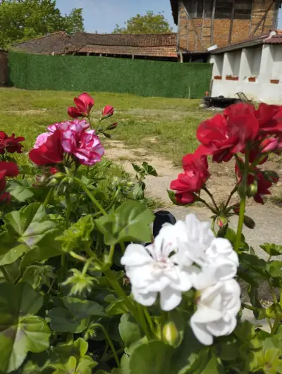 Странската изба