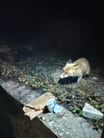 Къщи за гости Узана