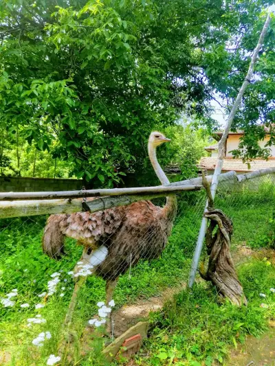 Къща за гости "При Бай Марин и Щраусите"