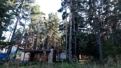 ВИЛИ УЮТ Цигов Чарк