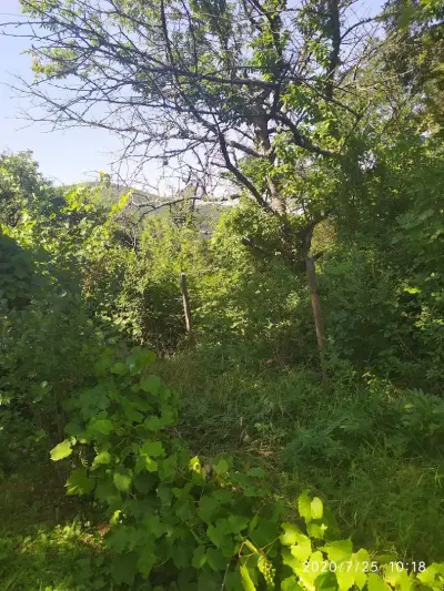Къща за гости в гората