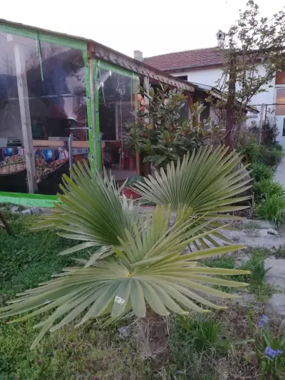 Jurassic Park Guest House
