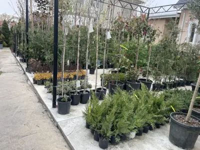 Ivis Garden