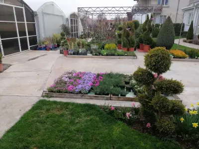 Ivis Garden
