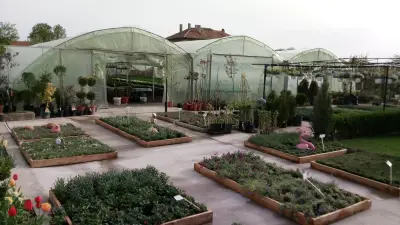 Ivis Garden