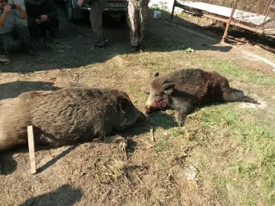 ПРОФЕСИОНАЛНО УЧИЛИЩЕ ПО МСС