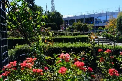 Розариум в Борисовата градина