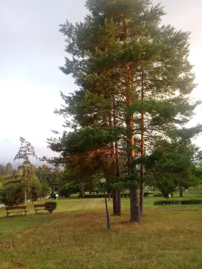 Слънчева градина