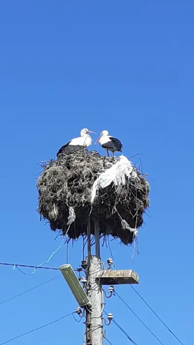 Кметство Соколово