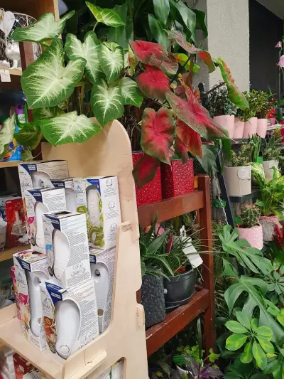 Supermarket Stodja