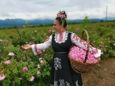 Градини с Маслодайна Роза