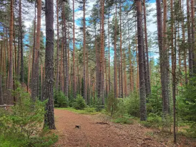 Пашови скали
