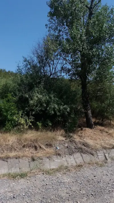 Света Неделя