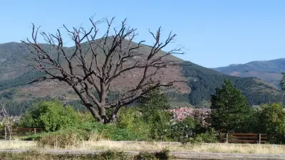 Парк