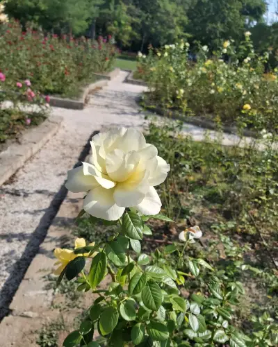 Розариум