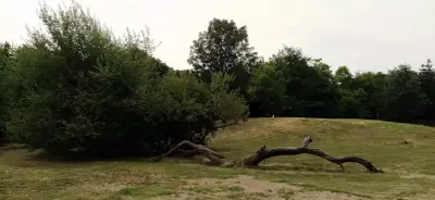 Кривото дърво | Варна