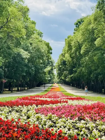 Кривото дърво