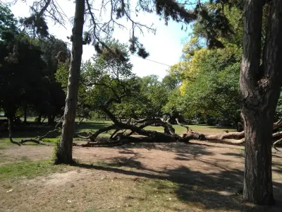 Кривото дърво