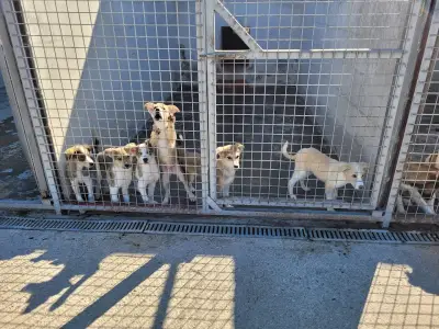 Animal Rescue Sofia