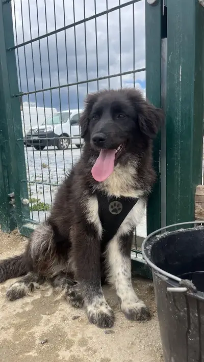 Animal Rescue Sofia