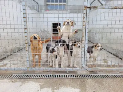 Animal Rescue Sofia