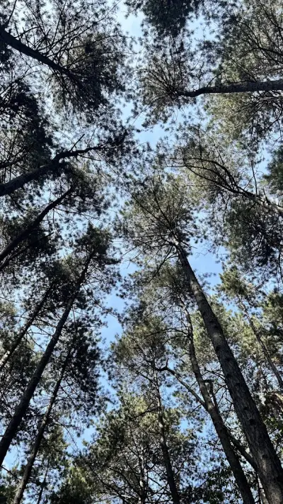 Парк Княжево