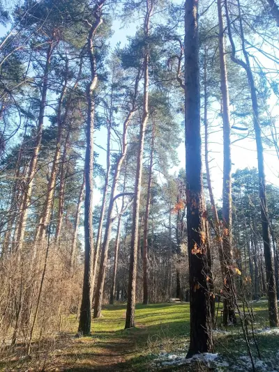 Парк Княжево