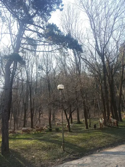 Парк Княжево