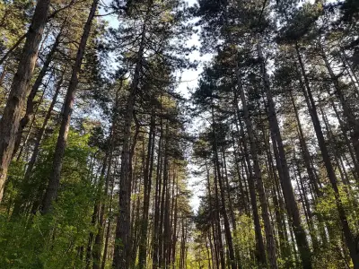 Парк Княжево