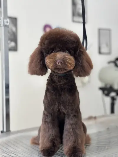 Груминг салон Manollo Grooming Studio Перник