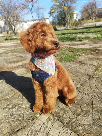 Груминг салон Manollo Grooming Studio Перник