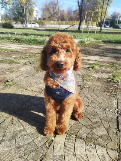 Груминг салон Manollo Grooming Studio Перник