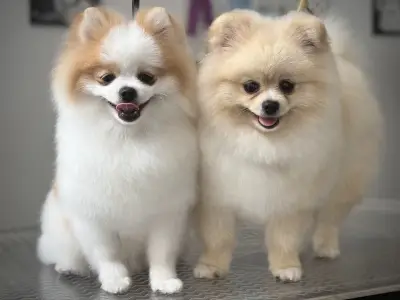 Груминг салон Manollo Grooming Studio Перник
