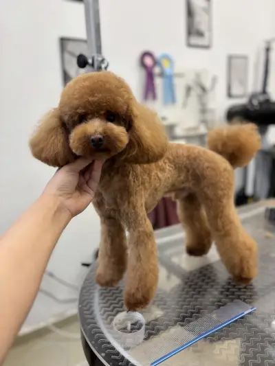 Груминг салон Manollo Grooming Studio Перник
