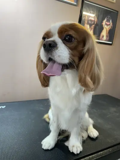 DoGma Grooming Studio