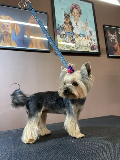 DoGma Grooming Studio