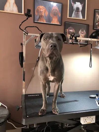 DoGma Grooming Studio