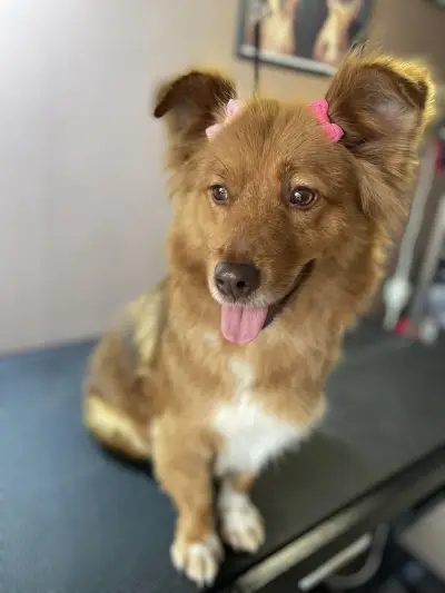 DoGma Grooming Studio