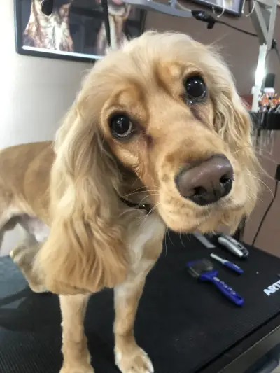 DoGma Grooming Studio