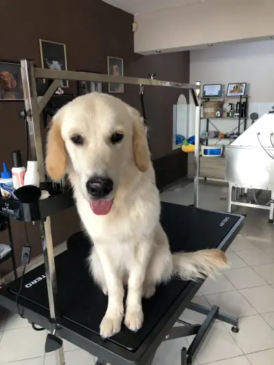 DoGma Grooming Studio