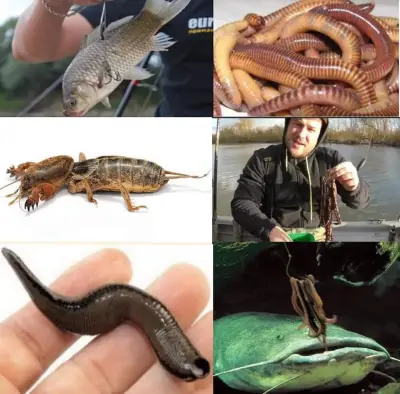 King Fishing