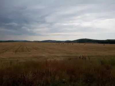 Обединена млечна компания
