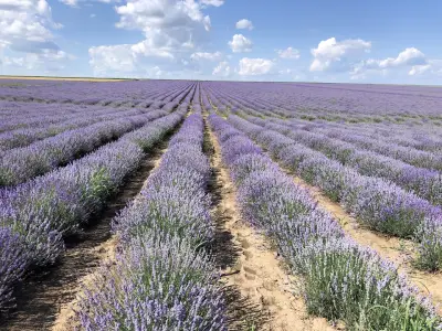 BG Lavender