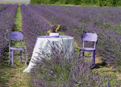 BG Lavender