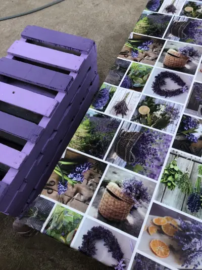 BG Lavender